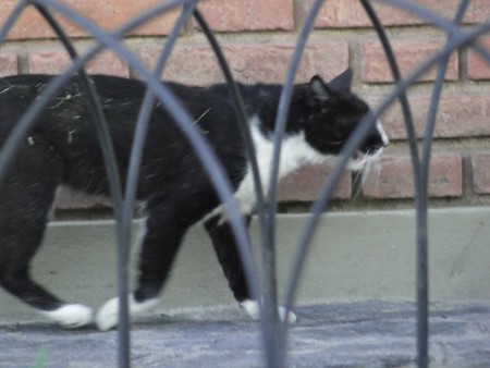el gato en el jardin